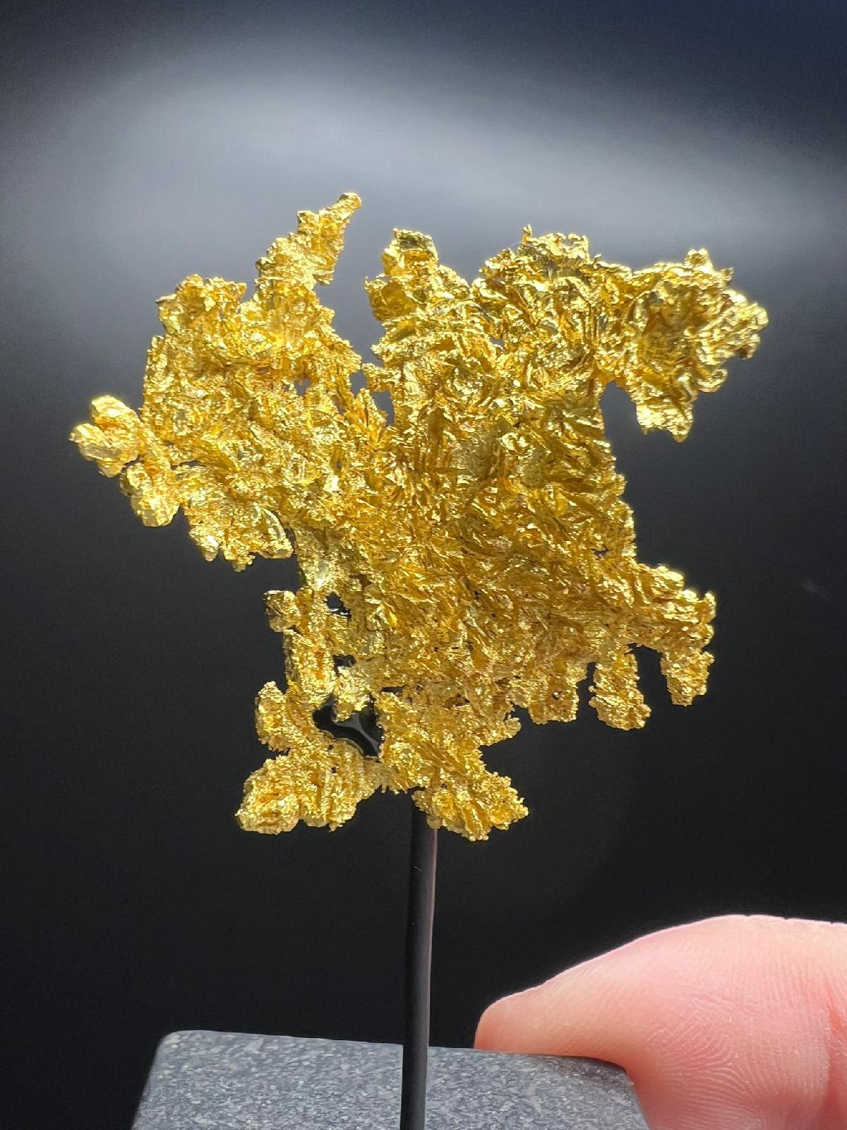 CC58233 specimen image