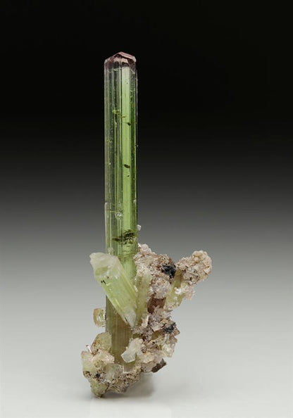CC5882 specimen image