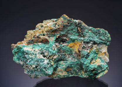 CC58848 specimen image
