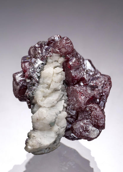 CC58856 specimen image