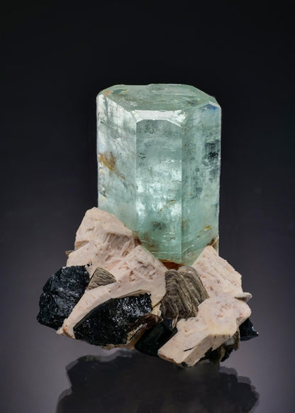 CC58880 specimen image