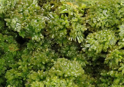 CC5989 specimen image