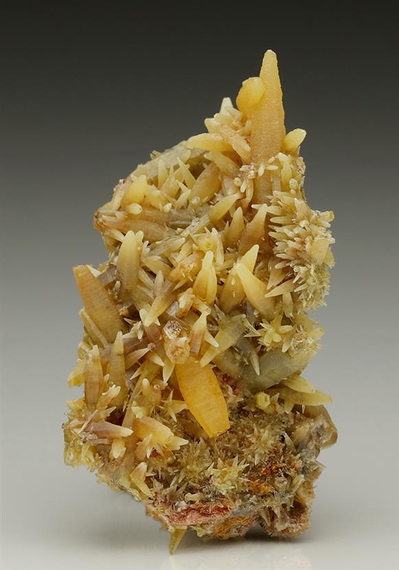 CC6216 specimen image
