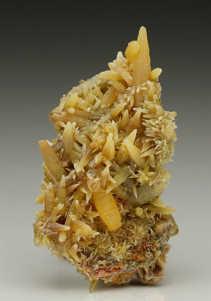 CC6216 specimen image