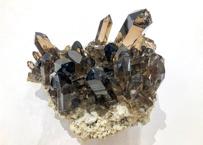 CC62487 specimen image