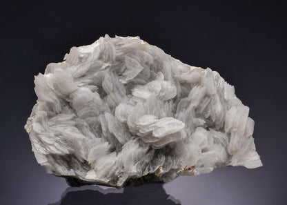 CC63336 specimen image