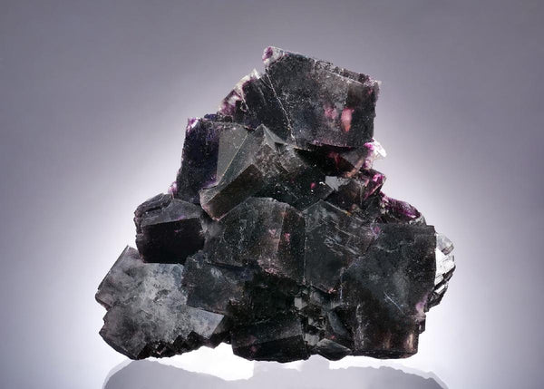 CC63393 specimen image