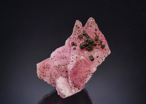 CC63588 specimen image