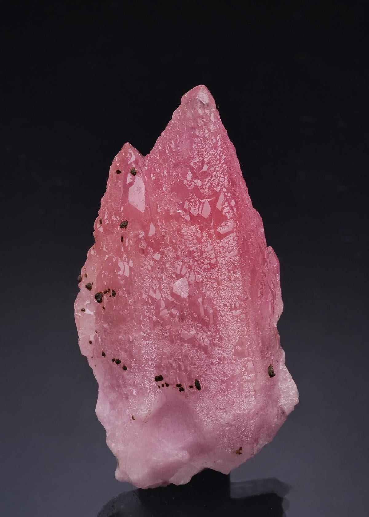 CC63594 specimen image