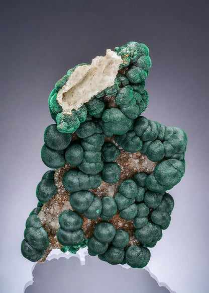 CC63600 specimen image