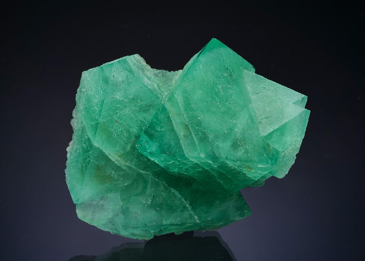 CC64656 specimen image