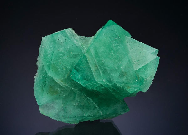 CC64656 specimen image