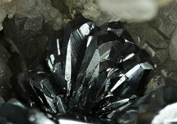 CC6484 specimen image