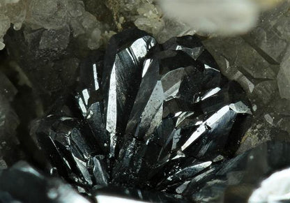 CC6484 specimen image