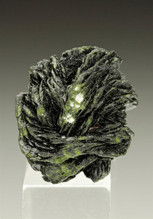 CC6488 specimen image