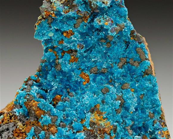 CC6544 specimen image