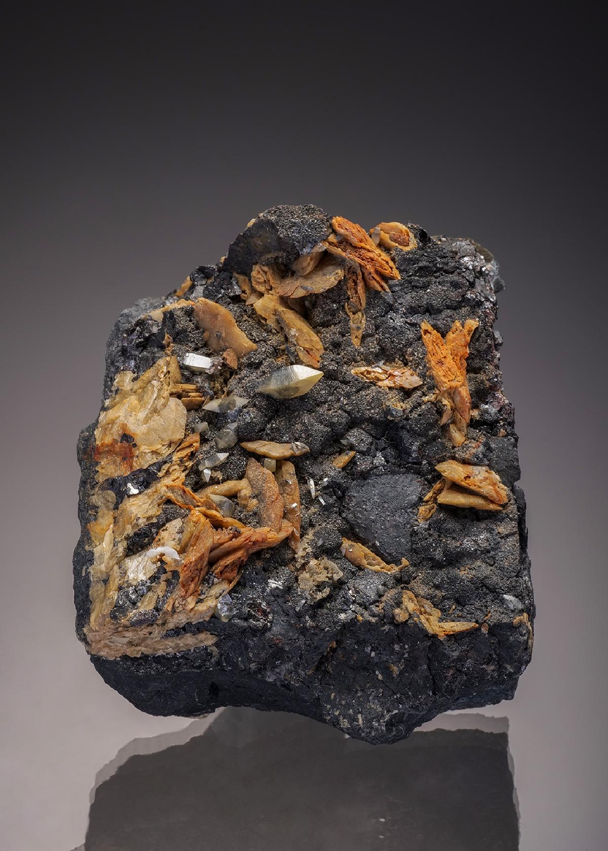CC6569 specimen image