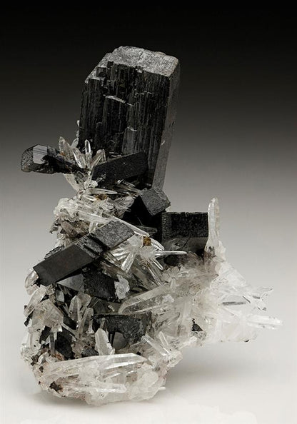 CC6682 specimen image