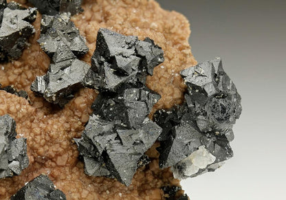 CC6871 specimen image