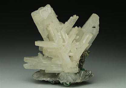 CC6877 specimen image