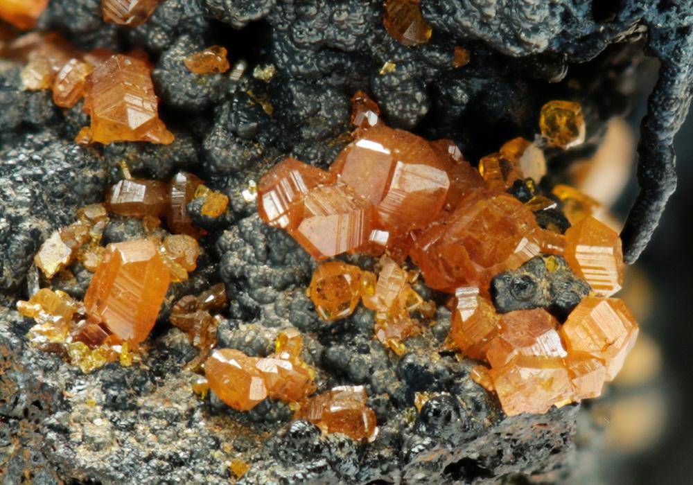 CC6913 specimen image