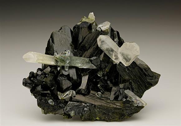 CC6978 specimen image