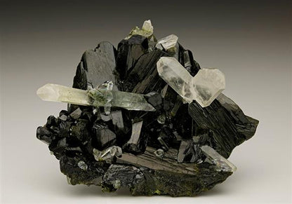 CC6978 specimen image
