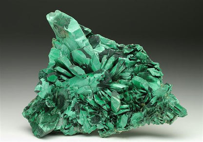 CC7012 specimen image