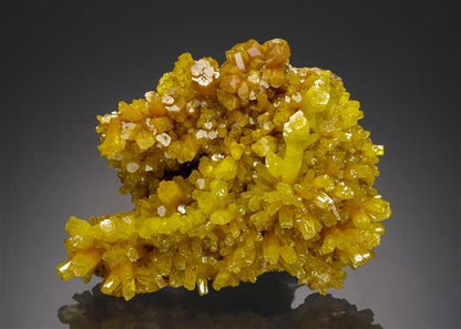 CC7091 specimen image
