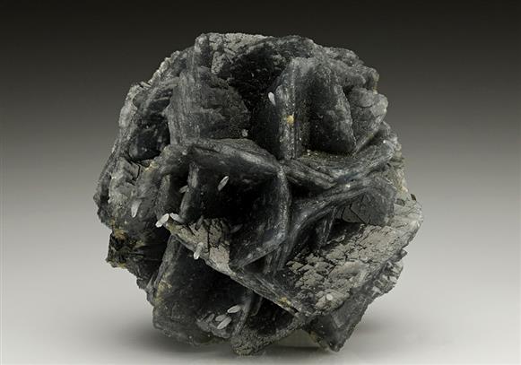 CC7150 specimen image