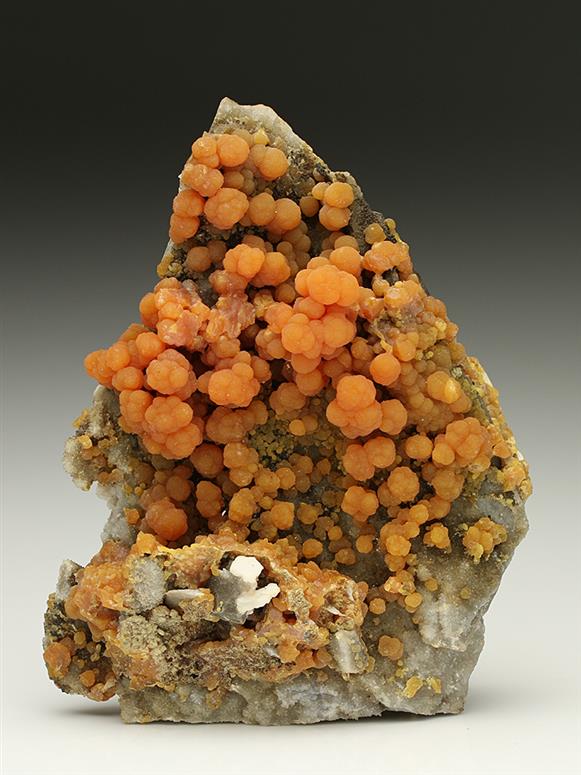 CC7319 specimen image