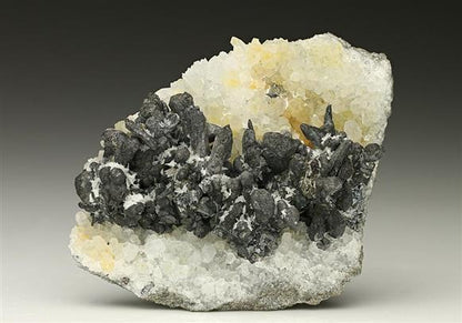 CC7385 specimen image