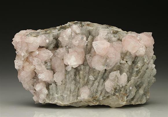 CC7388 specimen image
