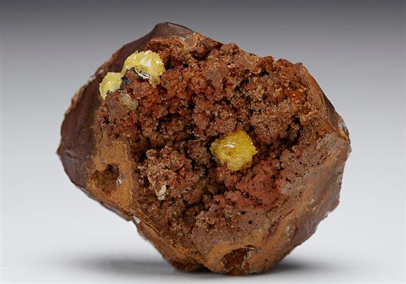 CC7423 specimen image