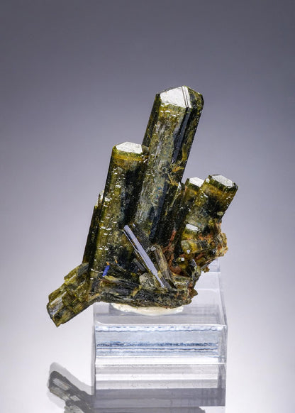 CC7426 specimen image