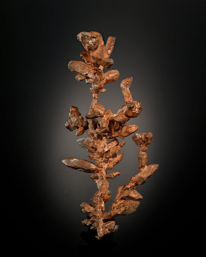 CC7433 specimen image