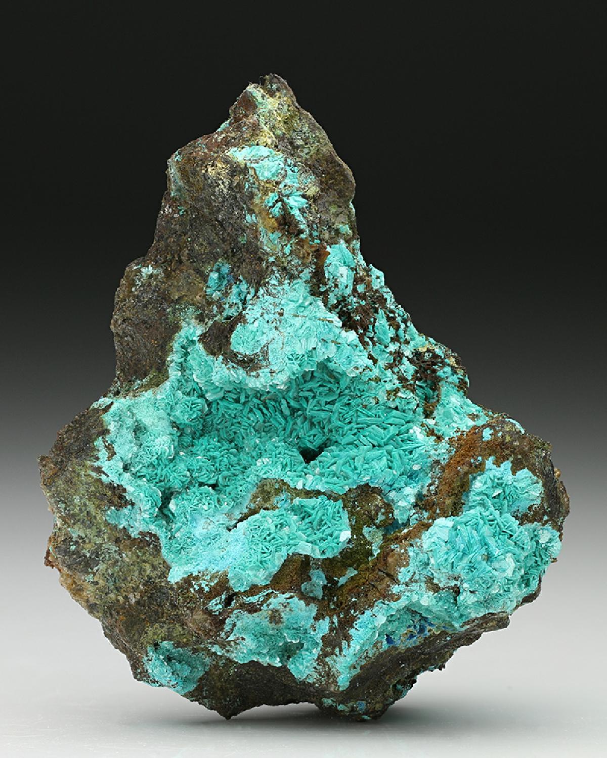 CC7455 specimen image