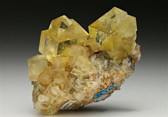 CC7462 specimen image