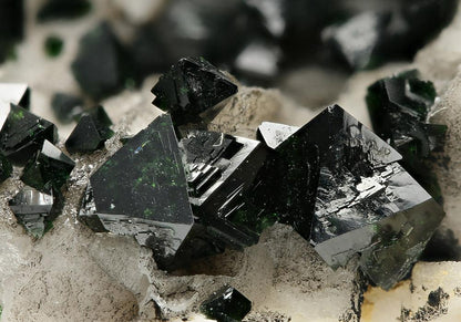 CC7481 specimen image