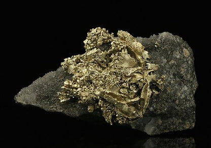 CC7538 specimen image