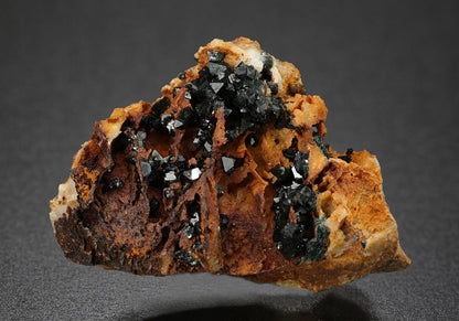 CC7548 specimen image