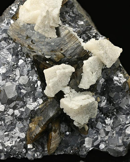CC7554 specimen image