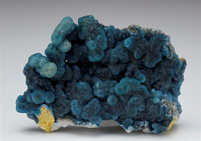 CC7564 specimen image