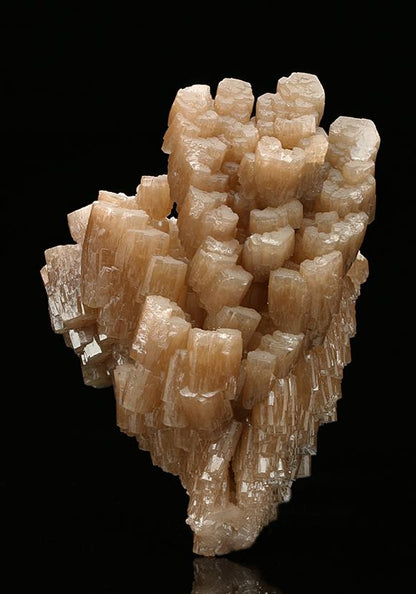 CC7578 specimen image