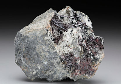 CC7614 specimen image