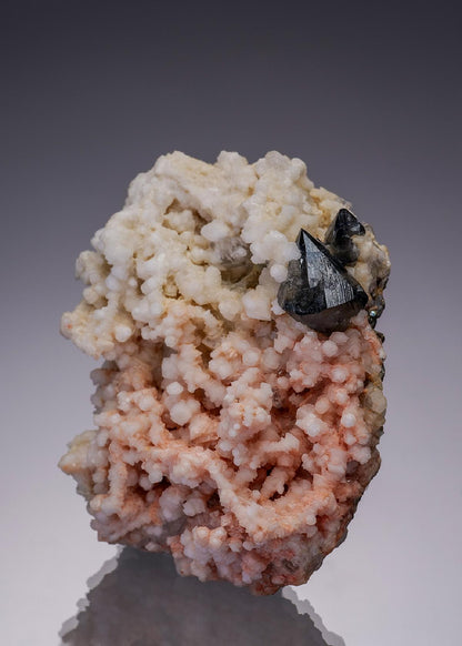 CC7738 specimen image