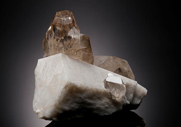 CC7764 specimen image