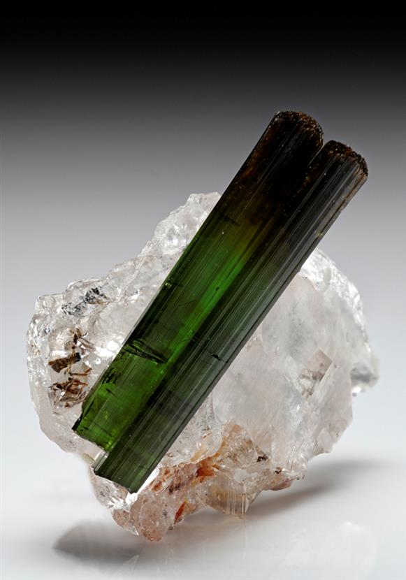CC7781 specimen image