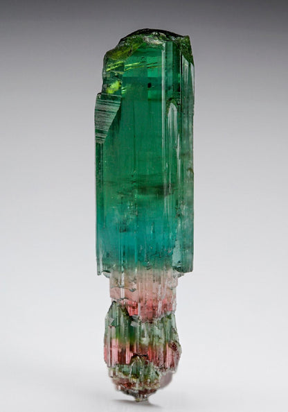 CC7782 specimen image