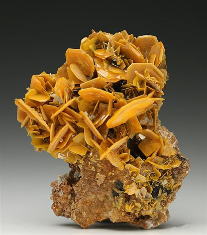CC7800 specimen image